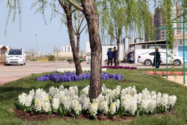 Diyarbakır'da milyonlarca çiçek dikiliyor
